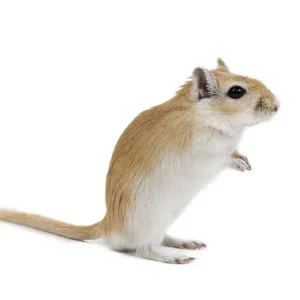 Gerbil - in studio