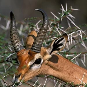 Gerenuk Samburu, Kenya