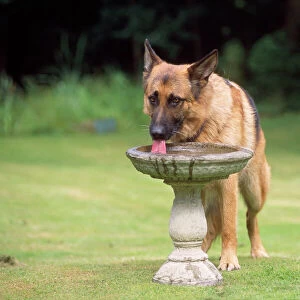 German Shepherd / Alsatian Dog - drinking from bird bath