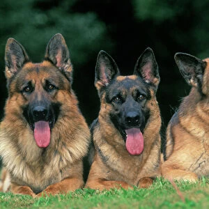 German Shepherd / Alsatian Dogs - Three lying down together