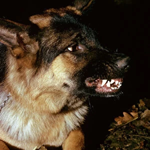 German Shepherd / Alsatian - Snarling showing severe aggression with teeth shwowing JPF53070