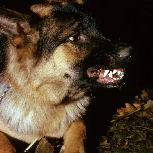 German Shepherd / Alsatian - Snarling showing severe aggression with teeth shwowing JPF53070