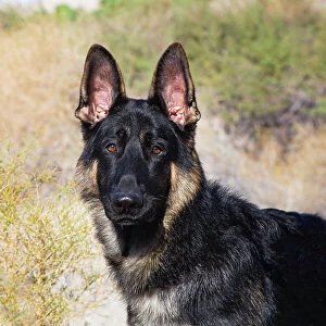 German Shepherd in the Coachella Valley, California Date: 10-11-2019