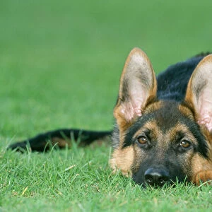 German Shepherd Dog - young, lying down