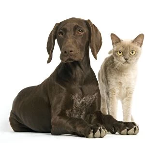 German short-haired pointer / braque allemand - 4 month old puppy with American Burmese Cat