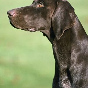 German Shorthaired Pointer Dog