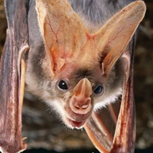 Ghost Bat Carnivorous. N. Australia
