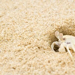 Ghost Crab - perfect mimickry of a white ghost crab on white sandy beach. This one just comes out of its hidey hole. Side view - Cape Range National Park, Western Australia, Australia