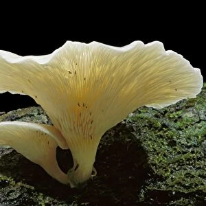 Ghost Fungus - Glows in the dark (daytime shot), Australia, subtropical rainforest JPF32387