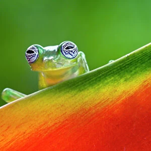 Ghost Glass Frog, Costa Rica Date: 20-03-2011