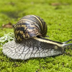 Giant African Land / Elegant Agate Snail - one of many Achatina species which are invasive pests of agricultural crops and flower gardens - this species occurs in Zimbabwe and South Africa - Grahamstown - Eastern Cape - South Africa