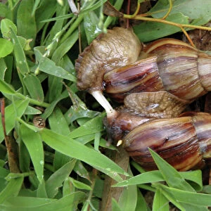 Giant African Snails: mating, exchanging love darts'. Widely distributed in the tropics