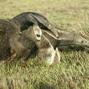 Giant Anteater - Female carrying baby Llanos, Venezuela