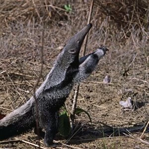 Giant Anteater - standing on hind legs - Guyana - South America