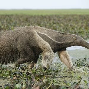 Giant Anteater - walking through water Llanos, Venezuela