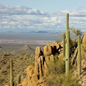 Giant Cactus / Saguaro - Saguaro National Park (west) - Sonoran Desert - Arizona USA