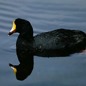Giant Coot - Swimming on water. Altiplano lakes, SW Bolivia, North Chile, South Peru