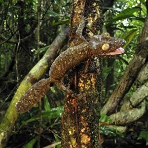 Giant Leaf-Tailed Gecko - Nosy Mangabe island - Masoala National Park - Madagascar