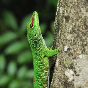 Giant Madagascar Day Gecko - on tree - Ankarana National Park - Northern Madagascar