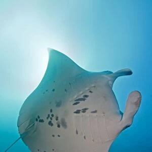 Giant Manta Ray - Maldives