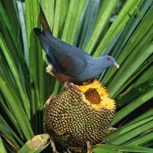 Giant / Notu Pigeon - feeding on Pandanus fruit. Endemic New Caledonia