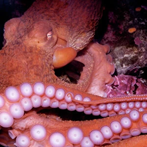 Giant Pacific Octopus - Alaska to California