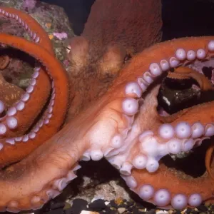 Giant Pacific Octopus - Alsaka to California - formerly: Octopus apollyon Giant Pacific Octopus - Alsaka to California - formerly: Octopus apollyon