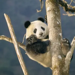 Giant Panda
