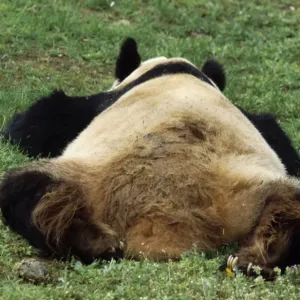 Giant Panda China