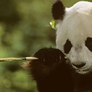Giant Panda - Eating bamboo (Arrow bamboo Gelidocalamus fangianus) - Wolong Reserve - Sichuan - China JPF36732