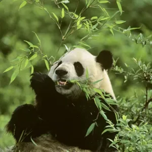 Giant Panda - Feeding on bamboo - Wolong Reserve - Sichuan - China JPF36811