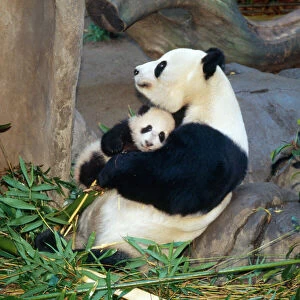 Giant Panda - female holding four month old young born in a Zoo. San Diago Zoo, California, USA