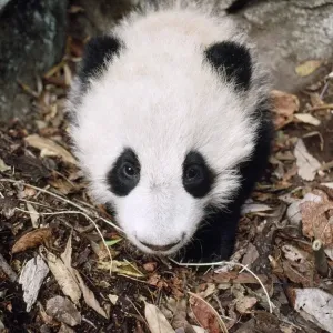 Giant Panda - juvenile in den - 4 months old - Qinling Mountains - Shaanxi China
