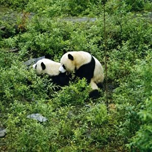 Giant Panda - mating attempt - Sichuan - China