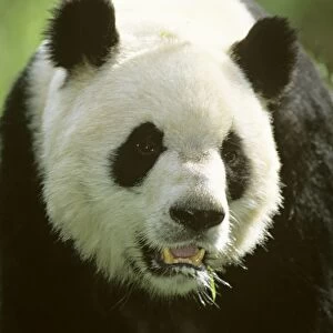 Giant Panda - Portrait - Wolong Reserve - Sichuan - China JPF36733