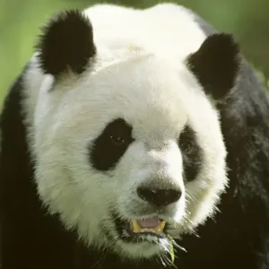 Giant Panda - Portrait - Wolong Reserve - Sichuan - China JPF36733