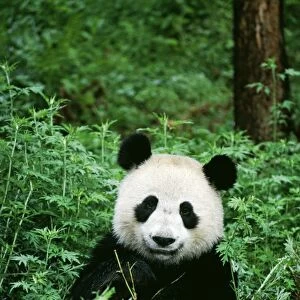 Giant Panda TOM 95 Wolong Nature Reserve, China Ailuropoda melanoleuca © Tom & Pat Leeson / ARDEA LONDON
