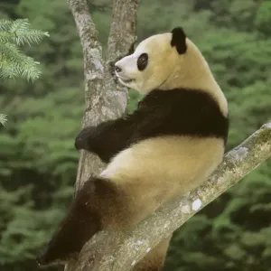 Giant Panda - In tree - Wolong Reserve - Sichuan - China JPF36918