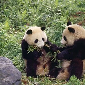 Giant Panda - x2 young Wolong Nature Reserve, China