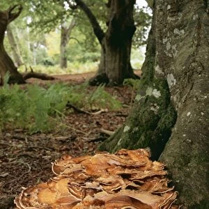 Giant Polypore Fungi ROG 10275 At base of Beech, New Forest. Not edible Meripilus Giganteus © Bob Gibbons / ARDEA LONDON