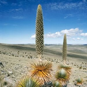 Giant Puya - Andes - Peru