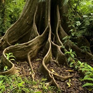 giant rainforest tree - amazing buttress roots of a giant tree in lush tropical rainforest - Wooroonooran National Park, Wet Tropics World Heritage Area, Queensland, Australia