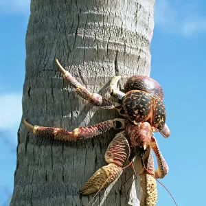 Giant Robber / Coconut Crab WAT 5918 On coconut palm tree Indian Ocean Birgus Latro © M. Watson / ARDEA LONDON