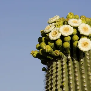 Giant Saguaro - With buds and flowers, photographed in late April at the beginning of the saguaro blossom. The saguaro is the symbol of the American Southwest and indicator of the Sonoran Desert Giant Saguaro - With buds and flowers, photographed in late April at the beginning of the saguaro blossom. The saguaro is the symbol of the American Southwest and indicator of the Sonoran Desert