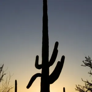 Giant Saguaro - Symbol of the American Southwest and indicator of the Sonoran Desert. At sunset. Saguaro National Park (western section), Tucson, Arizona, USA Giant Saguaro - Symbol of the American Southwest and indicator of the Sonoran Desert. At sunset. Saguaro National Park (western section), Tucson, Arizona, USA