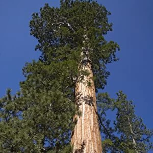 Giant Sequoia Sequoia National Park, California, USA LA000613
