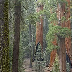 Giant Sequoia Sequoia NP, California, USA LA000627