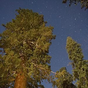 Giant Sequoia trees in the Sequoia National Park, Sierra Nevada, California. Largest trees in the world (but not the tallest). Photographed at night using torchlight and flash, to show starry sky as well