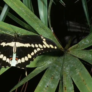 Giant Swallowtail Butterfly