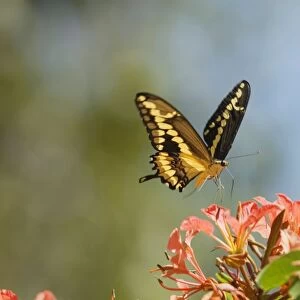 Giant Swallowtail Butterfly - about to land and nectar on flowers. _A2A8615